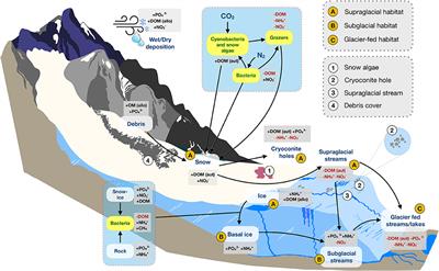 Ecological Stoichiometry of the Mountain Cryosphere